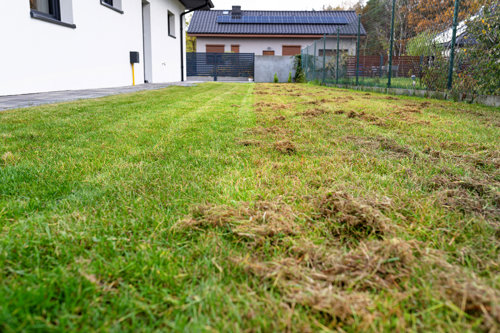 When should you scarify a lawn and how to revive it afterwards