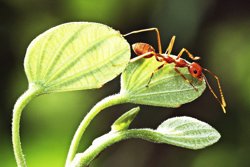 How to manage common garden pests: a practical guide to dealing with invasive insects for landscapers