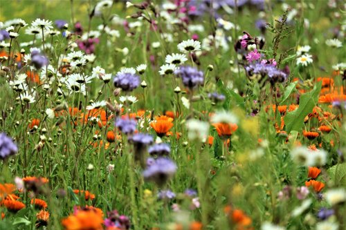 How does rewilding impact landscaping professionals?