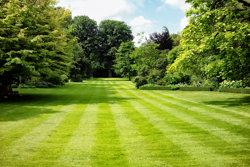 Lawn treatment made easy: a quick professional’s guide to grass seed, fertilisers and weed control