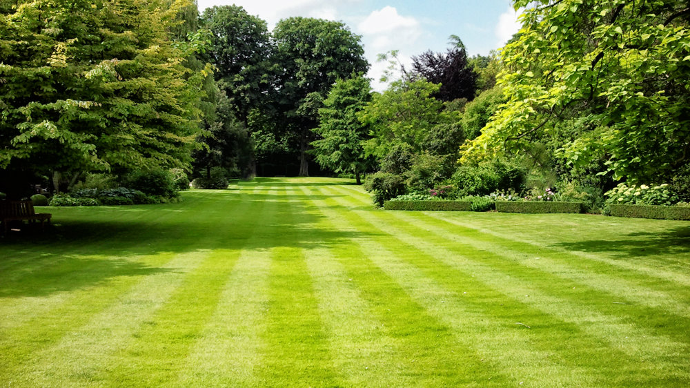 Rasenpflege leicht gemacht: Tipps vom Profi zu Grassamen, Dünger und Unkrautbekämpfung