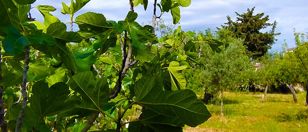 A lush green Italian garden revealed after a week of work with Kawasaki powered machinery.