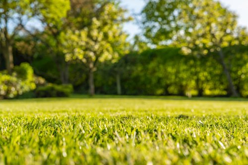 Ratgeber für die sommerliche Rasenpflege