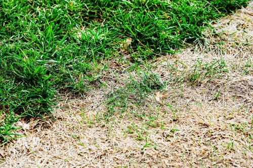 Your handy guide to lawn diseases in Europe