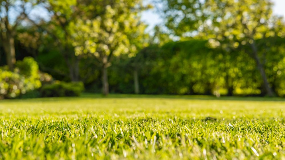 Summer lawn care guide